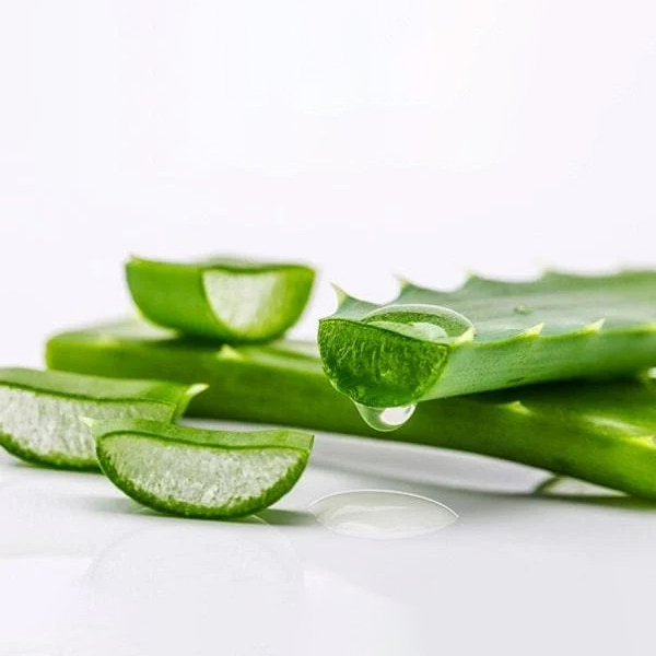 Trị vết thâm muỗi đốt lâu ngày bằng nha đam